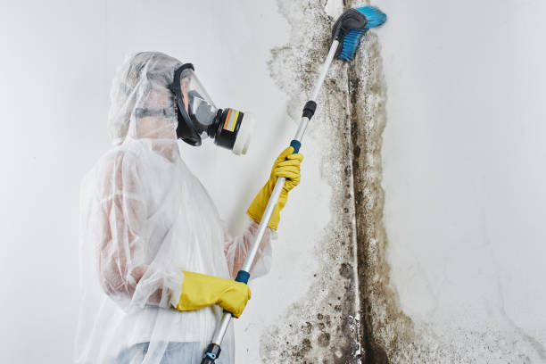 Best Emergency Mold Remediation in Itasca, IL