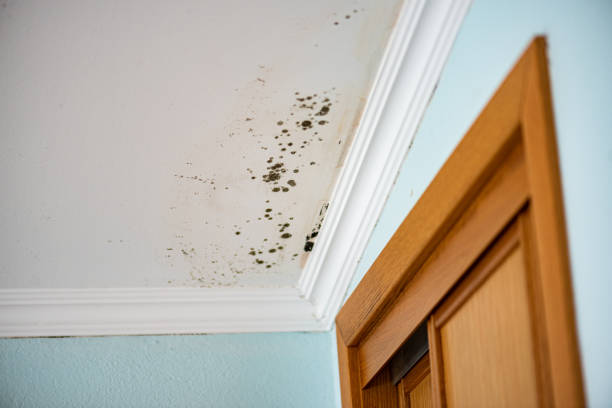 Best Black Mold Remediation in Itasca, IL