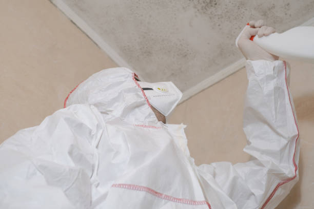 Best Attic Mold Remediation in Itasca, IL