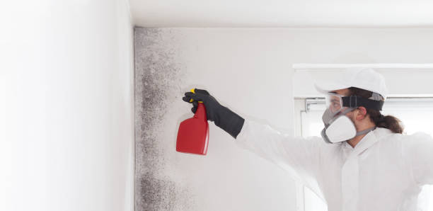 Professional Mold Remediation in Itasca, IL