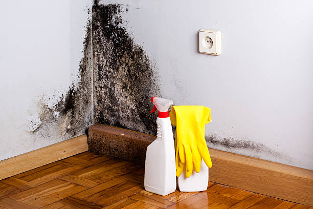 Best Black Mold Remediation in Itasca, IL
