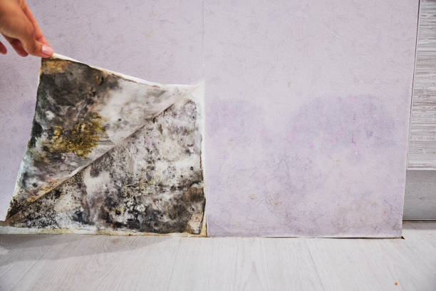 Best Residential Mold Remediation in Itasca, IL